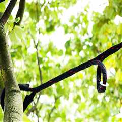 Tree Bracing and Cabling for Support: Essential Tips for Maintaining Healthy Trees