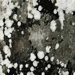 Preventing Future Mold Growth: A Comprehensive Guide