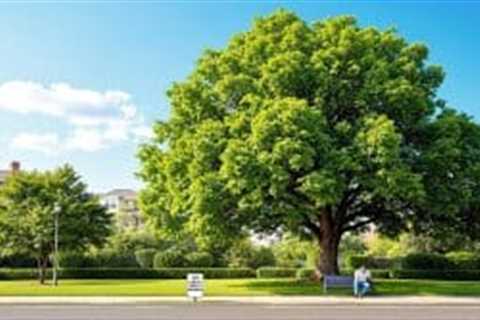 Third-Party Liability in Tree Emergencies Explained