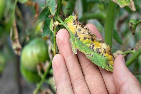 The Importance of Disease Prevention and Treatment for a Healthy Home and Garden