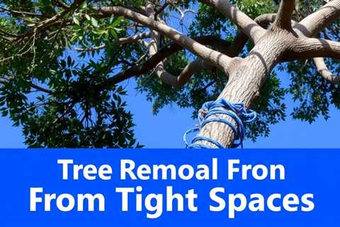 Tree Removal From Tight Spaces Sandy UT
