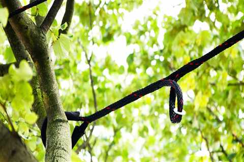 Tree Bracing and Cabling for Support: Essential Tips for Maintaining Healthy Trees