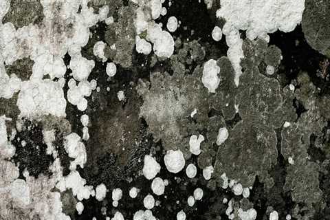Preventing Future Mold Growth: A Comprehensive Guide