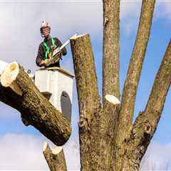 The Importance of Professional Tree Removal Services