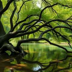 Natural Balance And Trees Orem UT