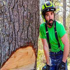 The Essential Guide To Tree Felling In Lakeway: What You Need To Know