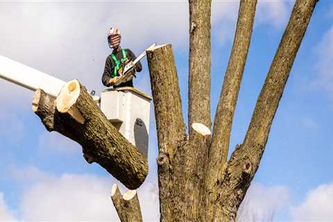 The Importance of Professional Tree Removal Services