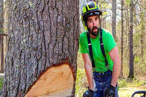 The Essential Guide To Tree Felling In Lakeway: What You Need To Know