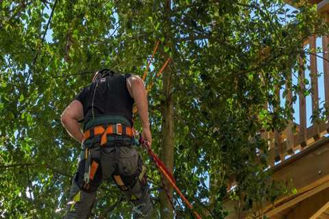 How Tree Felling Can Revitalize Your Portland Garden Landscape