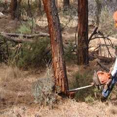 Why Tree Removal In Oregon Should Come First Before Any Land Surveying Begins