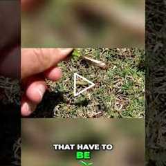 Lawn FAIL! 😱  Fixing My Patchy Grass