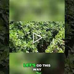 Natural Pest Control: Green Island Ficus Secret