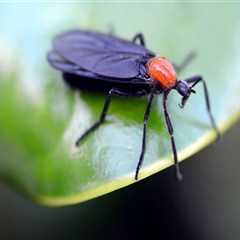 Beyond The Bugs: Why Wildlife Removal Services Matter In Greater Orlando