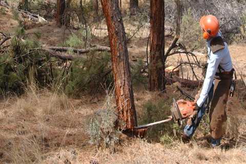 Why Tree Removal In Oregon Should Come First Before Any Land Surveying Begins