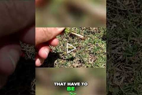 Lawn FAIL! 😱  Fixing My Patchy Grass