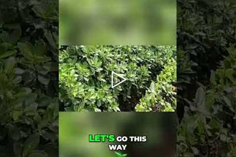 Natural Pest Control: Green Island Ficus Secret