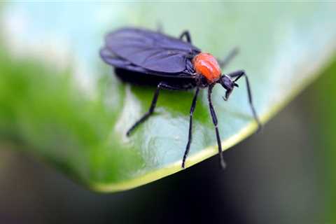 Beyond The Bugs: Why Wildlife Removal Services Matter In Greater Orlando