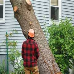 Understanding Stump Removal Cost For Residential Landscaping Projects In Leander, TX