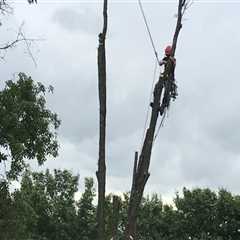 The Growing Importance Of Professional Tree Service In Tree Care Services In Jonesborough, TN