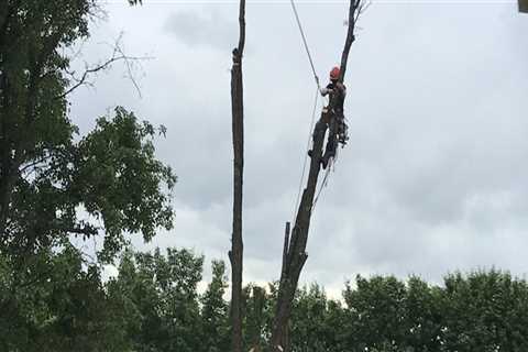 The Growing Importance Of Professional Tree Service In Tree Care Services In Jonesborough, TN