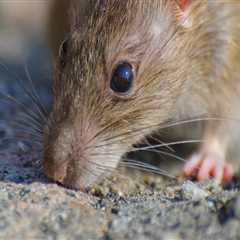 From Landscape Architect Designs To Rats Extermination: Keeping Las Vegas, NV Homes Pest-Free