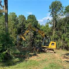 The Importance Of Tree Felling Service To Achieve Lasting Curb Appeal In Johnson City