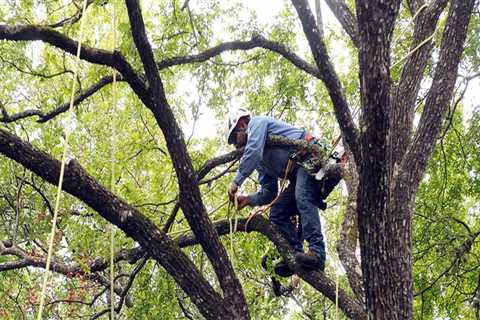 From Pruning to Removal: What Tree Care Services Can Do for You