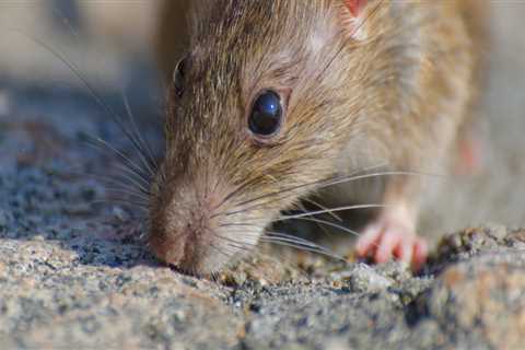 From Landscape Architect Designs To Rats Extermination: Keeping Las Vegas, NV Homes Pest-Free