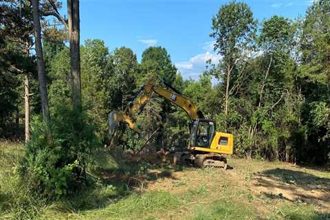 The Importance Of Tree Felling Service To Achieve Lasting Curb Appeal In Johnson City