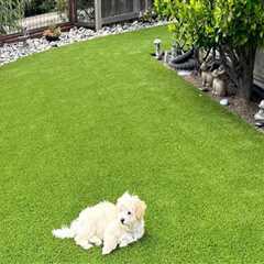 The Hidden Benefits of Landscaping Services for Homes With Pets and Children