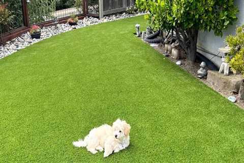 The Hidden Benefits of Landscaping Services for Homes With Pets and Children