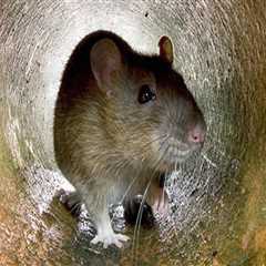 Why Rodent Control Requires Different Approaches for Urban vs. Rural Areas