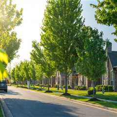 Urban Tree Stress: How Pavement and Pollution Change Maintenance Needs