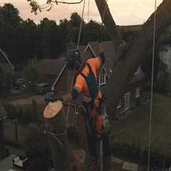 The Importance Of Proactive Landscape Maintenance For Efficient Tree Care Services In Urban..