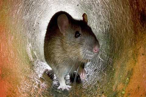 Why Rodent Control Requires Different Approaches for Urban vs. Rural Areas