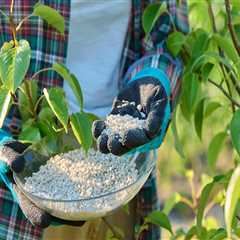 Seasonal Tree Fertilization: When and Why It Matters