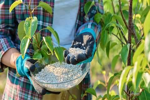 Seasonal Tree Fertilization: When and Why It Matters