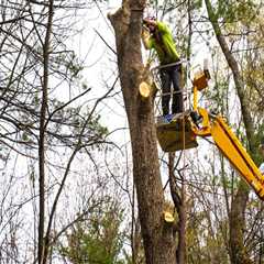 The Pruning Decisions That Determine How a Tree Will Be Removed