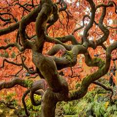 The Science of Tree Stress: Why Healthy-Looking Trees Still Fail
