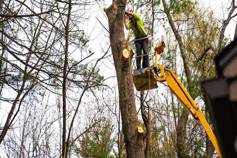 The Pruning Decisions That Determine How a Tree Will Be Removed