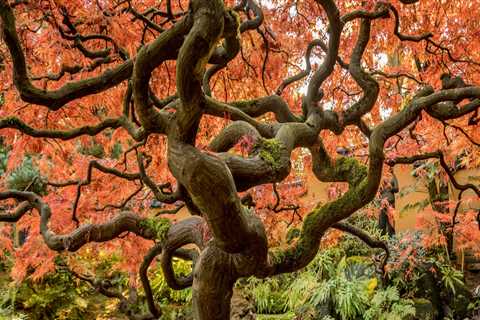 The Science of Tree Stress: Why Healthy-Looking Trees Still Fail