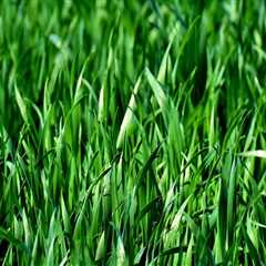 Expert Tree and Lawn Care Services in Toledo