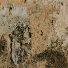 Professional Deck Construction and Mold Protection in Charleston