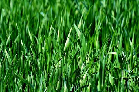 Expert Tree and Lawn Care Services in Toledo