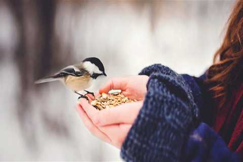 Belmont Interior Painting: Affordable Home Painting Services