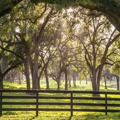 Understanding Tree Maintenance Regulations for Real Estate Assets