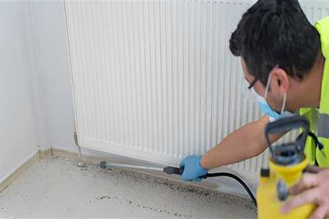 Upgrade Windows and Eliminate Pests with Omega Pest Solution