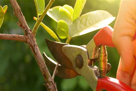 The Importance of Tree Maintenance in Preventing Pest Infestations for Real Estate Assets