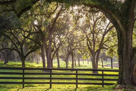Understanding Tree Maintenance Regulations for Real Estate Assets