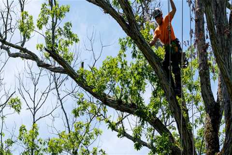 Navigating the Challenges of Tree Maintenance for Real Estate Assets